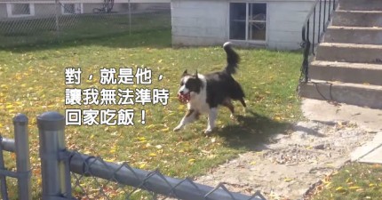 天才邊境牧羊犬讓你需要一直跟他玩